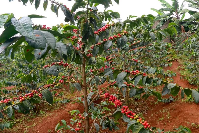 Court Halts Government’s Coffee DSS Rollout Over Lack of Public Participation